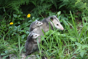 mumopossum1.jpg