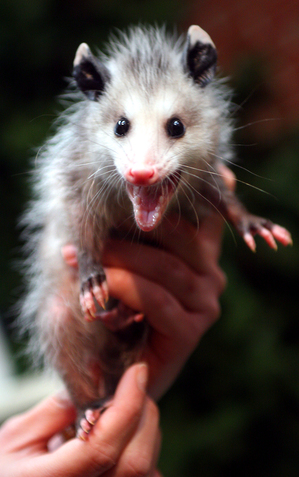 defensive_baby_opossum.jpg