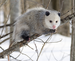 Opossum_winter.jpg