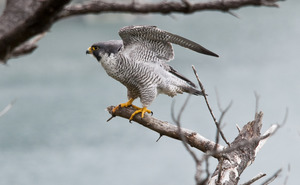 adultperegrinefalcon.jpg