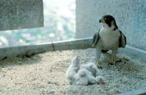 peregrine-falcon-female-bird-on-nest-with-chicks.jpg