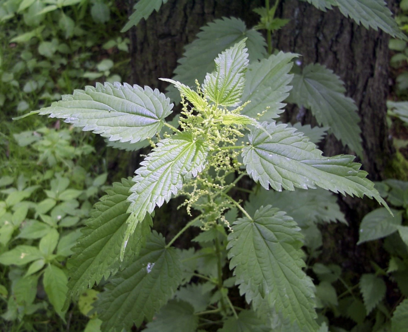 nettles.jpg