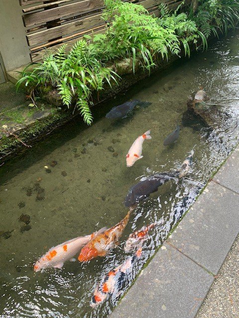 koi.jpg